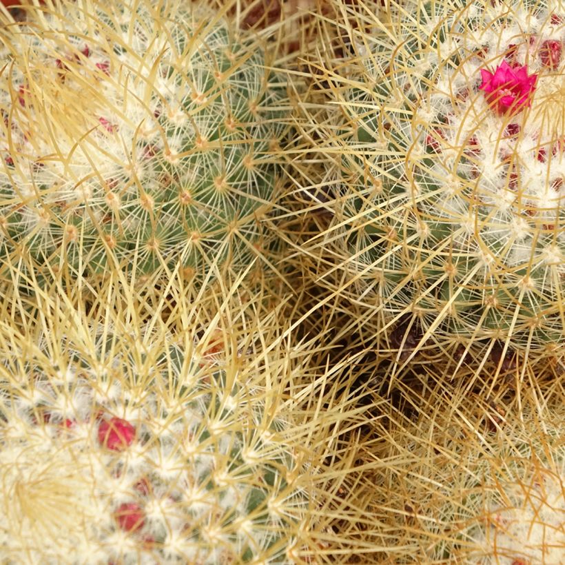 Kaktus - Mammillaria pringlei (Laub)