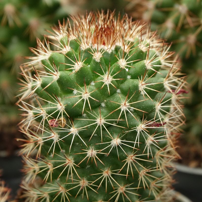 Kaktus - Mammillaria ruestii (Laub)