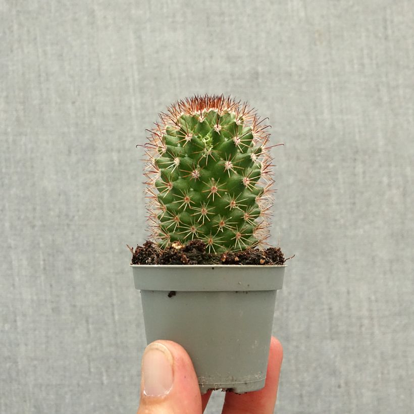 Exemplar von Kaktus - Mammillaria ruestii Mini-Pflanze wie im Frühjahr geliefert