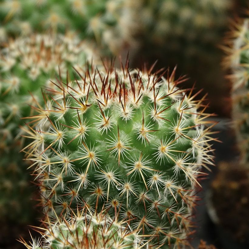 Kaktus - Mammillaria spinosissima f. rubrispina  (Laub)