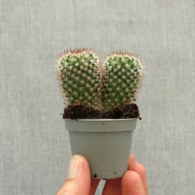 Exemplar von Kaktus - Mammillaria spinosissima f. rubrispina  Mini-Pflanze wie im Frühjahr geliefert