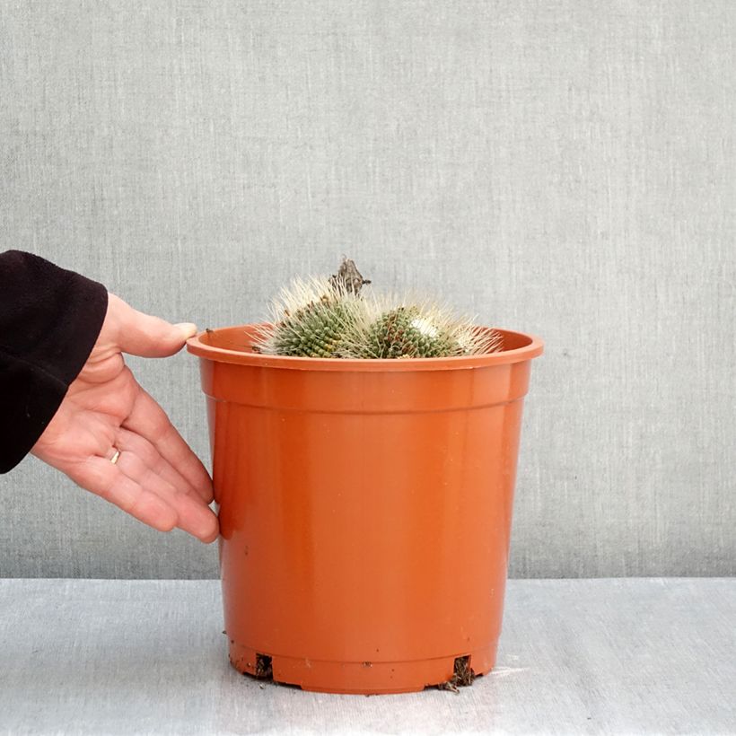 Exemplar von Kaktus - Mammillaria Un Pico Topf mit 4L/5L wie im Herbst geliefert