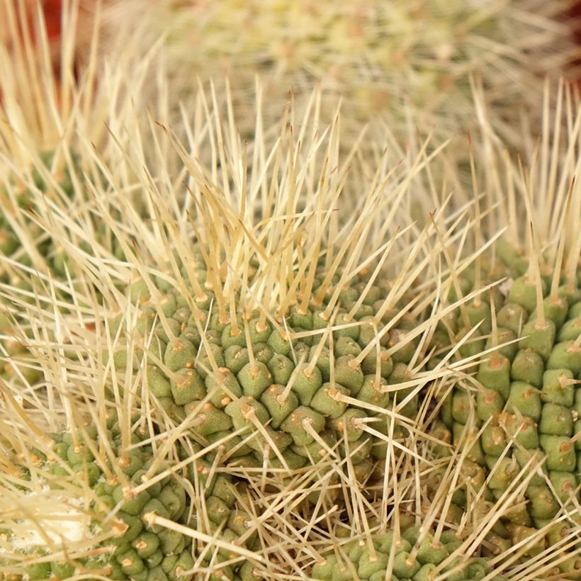 Kaktus - Mammillaria Un Pico (Laub)