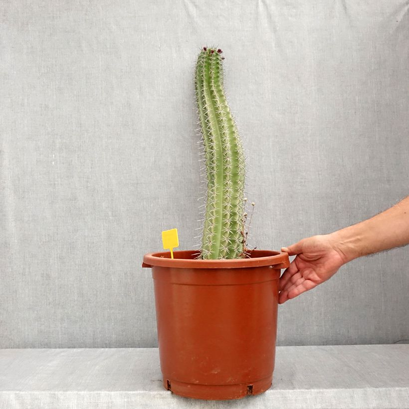 Exemplar von Kaktus - Stenocereus griseus Topf mit 12L/15L wie im Sommer geliefert