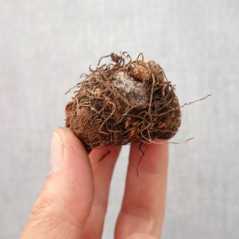 Exemplar von Caladium Aaron Zwiebel Kaliber/Größe I wie im Frühjahr geliefert