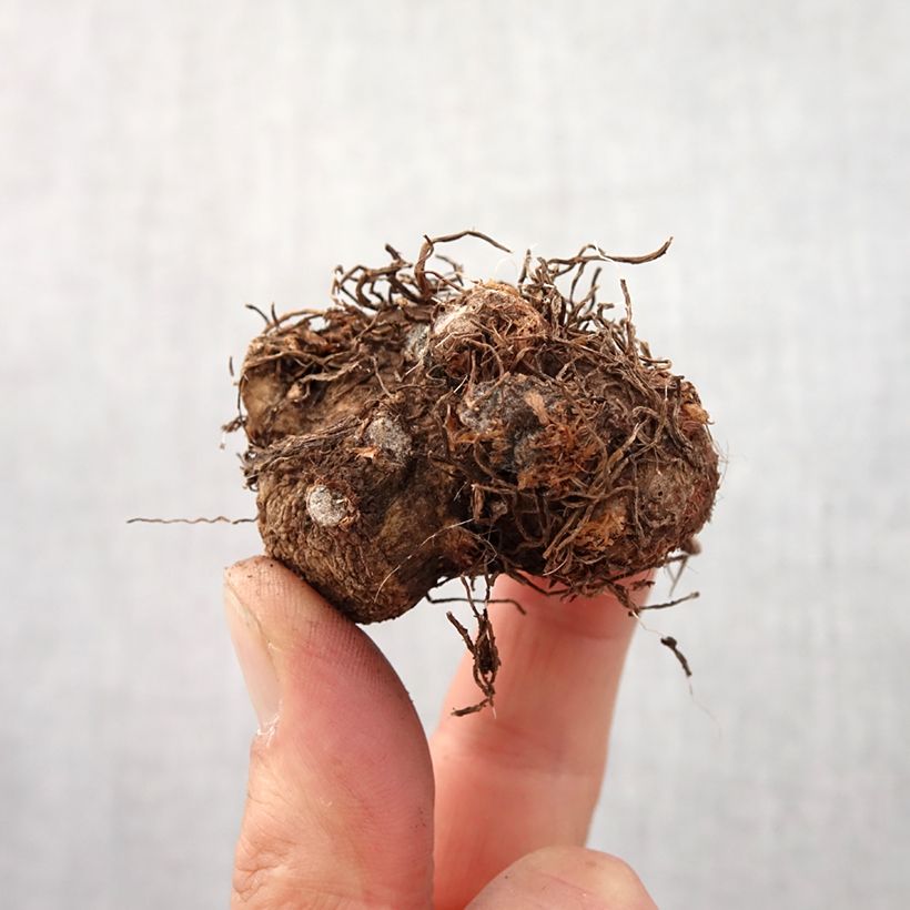 Exemplar von Caladium bicolor Candidum - Buntwurz Zwiebel Kaliber/Größe I wie im Frühjahr geliefert