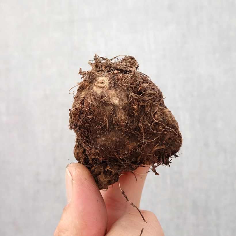 Exemplar von Caladium Carolyn Whorton Zwiebel Kaliber/Größe I wie im Frühjahr geliefert