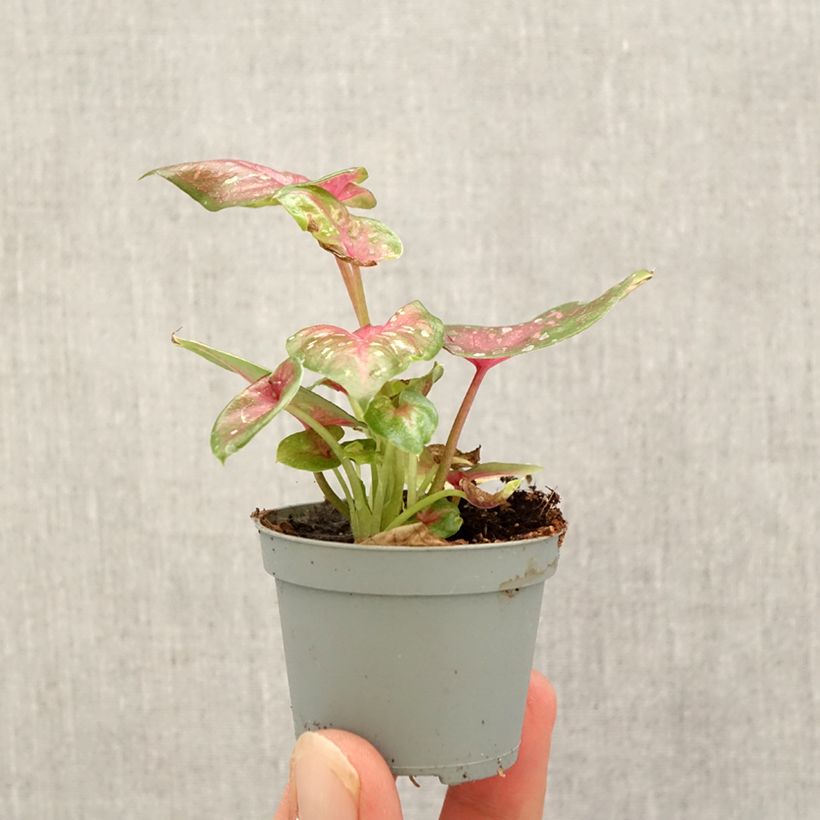 Exemplar von Caladium Casey Mini-Pflanze wie im Herbst geliefert