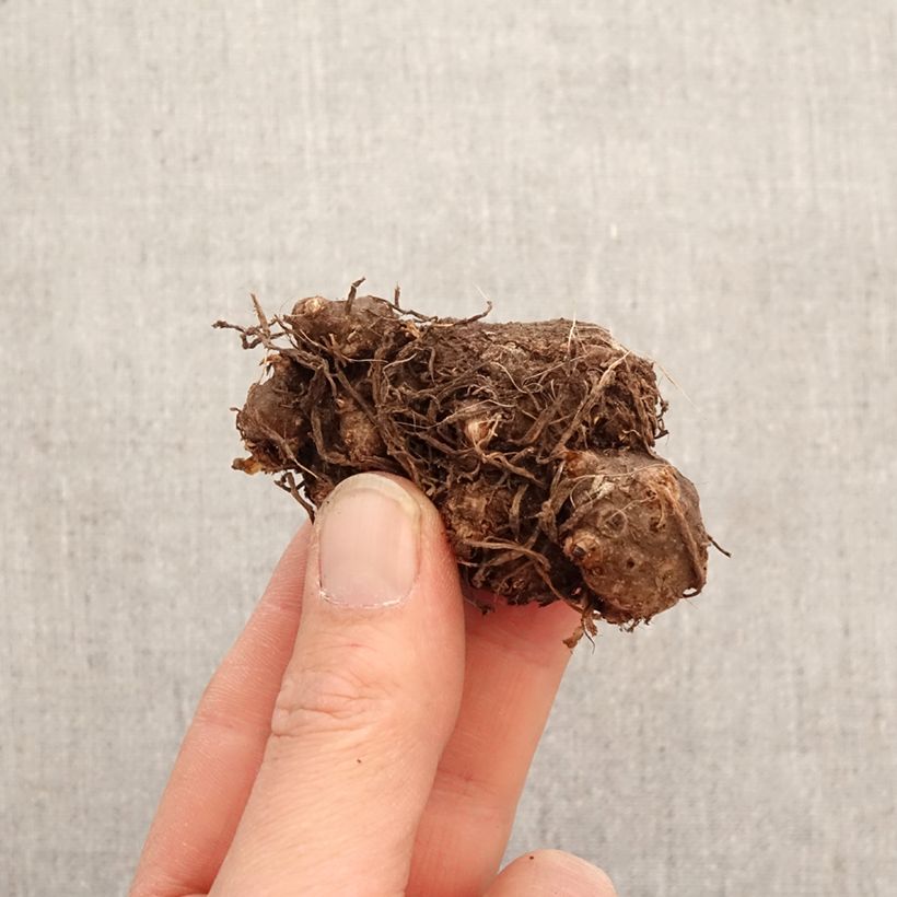 Exemplar von Caladium Cherry Blossom Zwiebel Kaliber/Größe I wie im Frühjahr geliefert