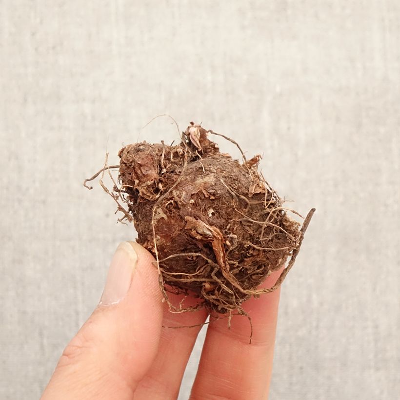 Exemplar von Caladium Fiesta Zwiebel Kaliber/Größe I wie im Frühjahr geliefert