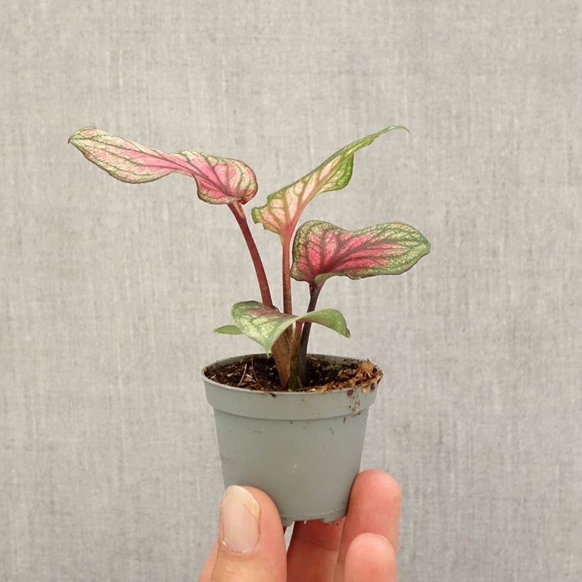 Exemplar von Caladium Lucia Mini-Pflanze wie im Herbst geliefert