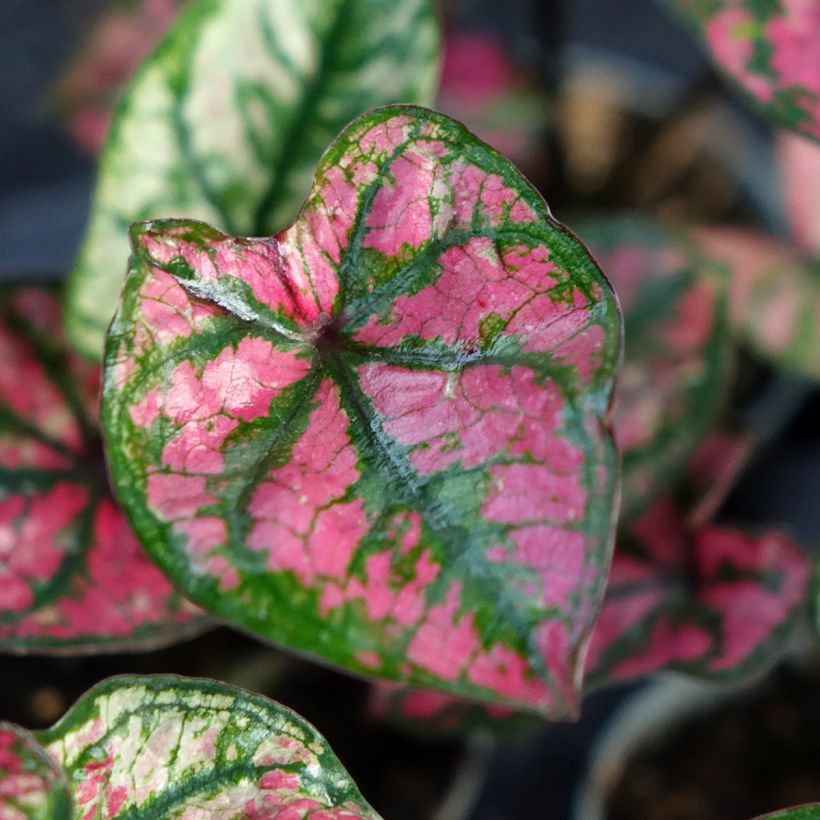 Caladium Purple Light (Laub)