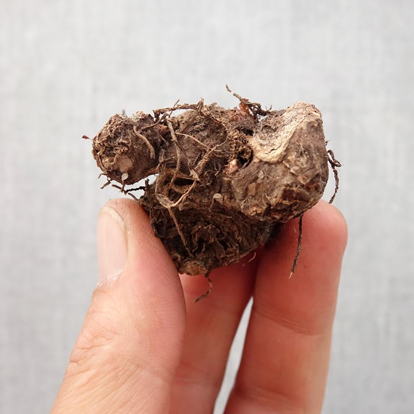 Exemplar von Caladium Red Flash Zwiebel Kaliber/Größe I wie im Frühjahr geliefert