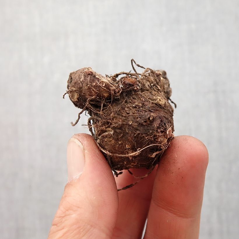 Exemplar von Caladium White Queen Zwiebel Kaliber/Größe I wie im Frühjahr geliefert