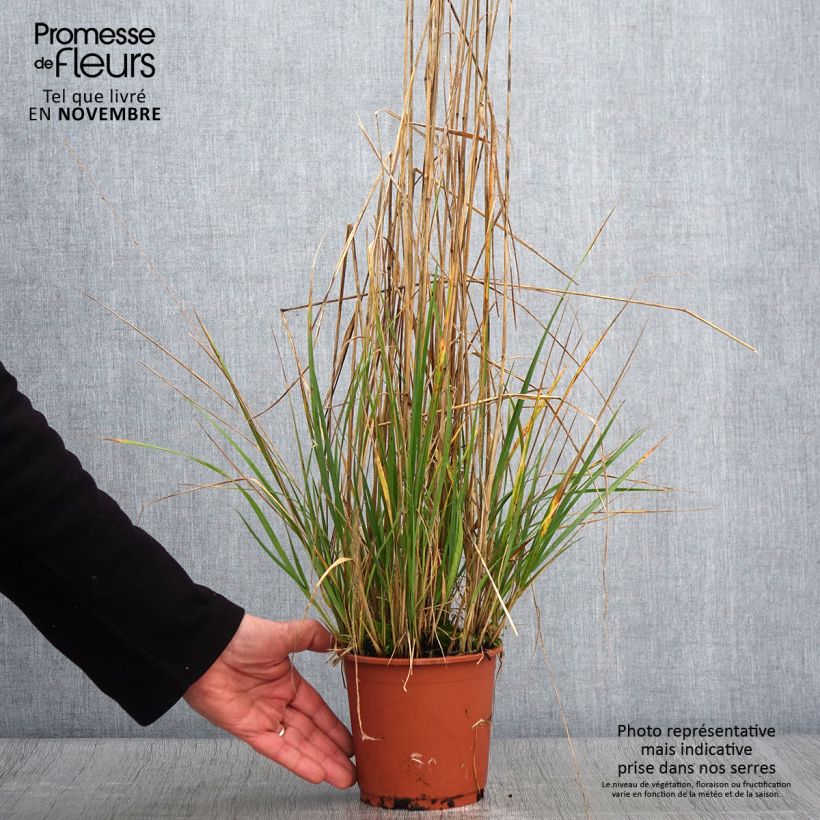 Exemplar von Calamagrostis acutiflora Avalanche - Calamagrostide Pot de 1L/1,5L wie im Herbst geliefert