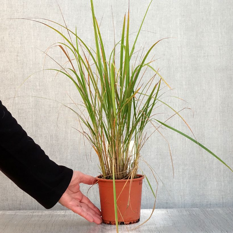 Exemplar von Calamagrostis brachytricha - Herbe aux diamants Pot de 1L/1,5L wie im Herbst geliefert