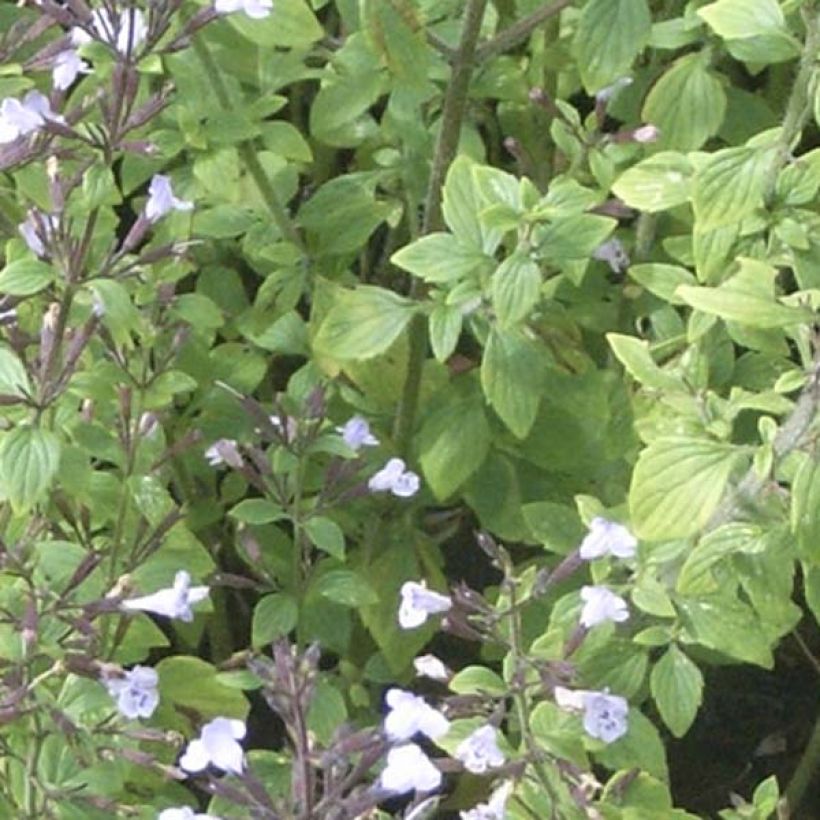 Kleine Bergminze - Calamintha nepeta (Foliage)