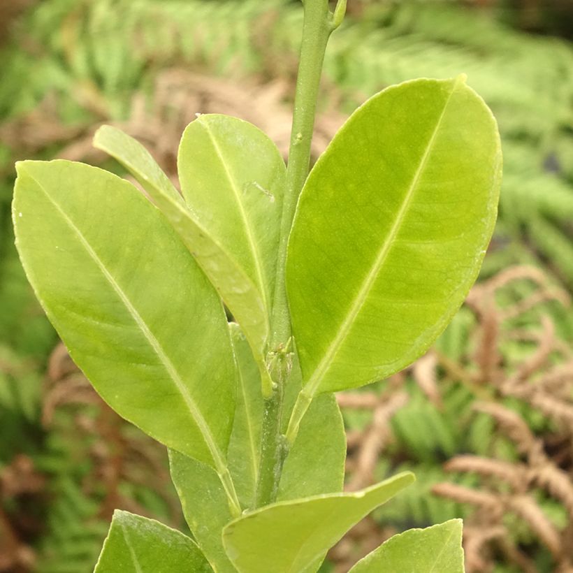 Calamondin - Citrus madurensis (Laub)