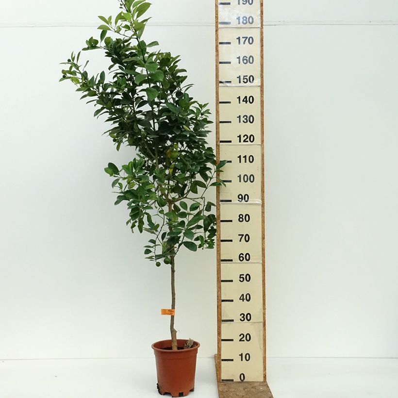 Exemplar von Calamondin - Citrus madurensis Topf mit 3L/4L, Strauch/Busch, mehrstämmig wie im Sommer geliefert