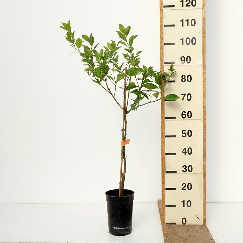 Exemplar von Calamondin - Citrus madurensis Topf mit 3L/4L, Strauch/Busch, mehrstämmig wie im Winter geliefert