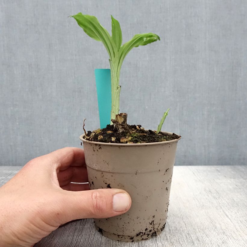 Exemplar von Calanthe Arizona Dream - Gartenorchidee Topf mit 1L/1,5L wie im Frühjahr geliefert