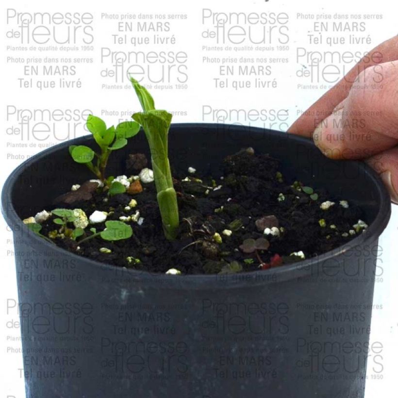 Beispiel eines Exemplars von Calanthe discolor - Gartenorchidee Zwiebel Kaliber/Größe I wie geliefert