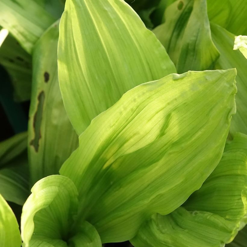 Calanthe discolor - Gartenorchidee (Laub)
