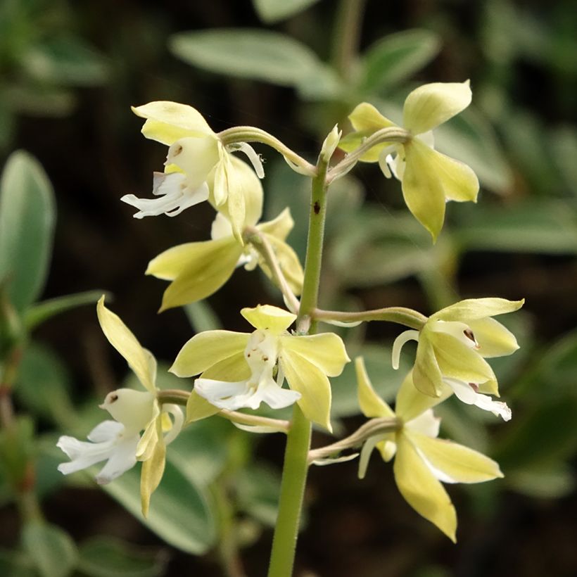 Calanthe discolor - Gartenorchidee (Blüte)