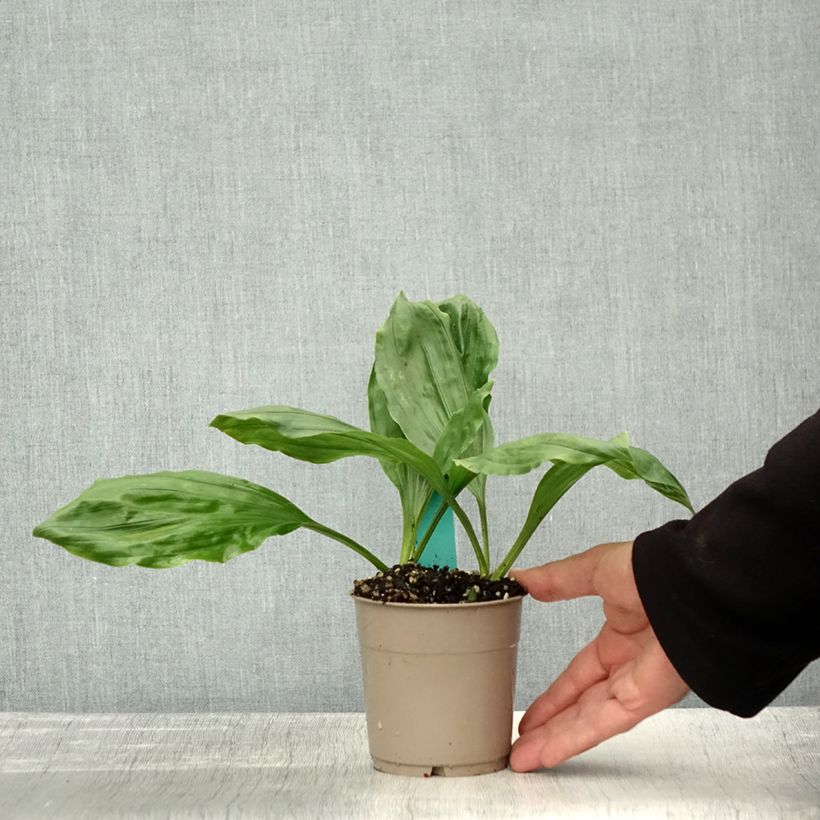 Exemplar von Calanthe discolor Pot de 1L/1,5L calibre I wie im Herbst geliefert
