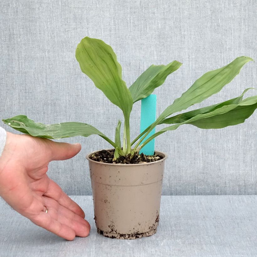 Exemplar von Calanthe discolor - Gartenorchidee Topf mit 1L/1,5L Kaliber/Größe I wie im Frühjahr geliefert