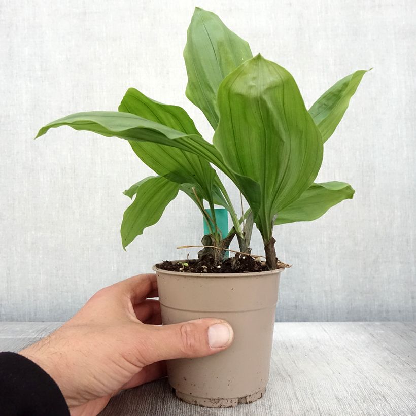 Exemplar von Calanthe Olive Green - Orchidée vivace Pot de 1,5L/2L wie im Herbst geliefert