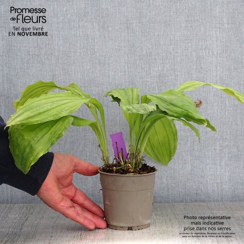 Exemplar von Calanthe Pink & Cream - Orchidée vivace Pot de 1,5L/2L wie im Herbst geliefert