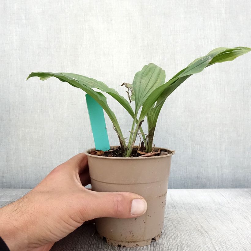 Exemplar von Calanthe Red Sunset - Orchidée vivace Pot de 1L/1,5L wie im Herbst geliefert