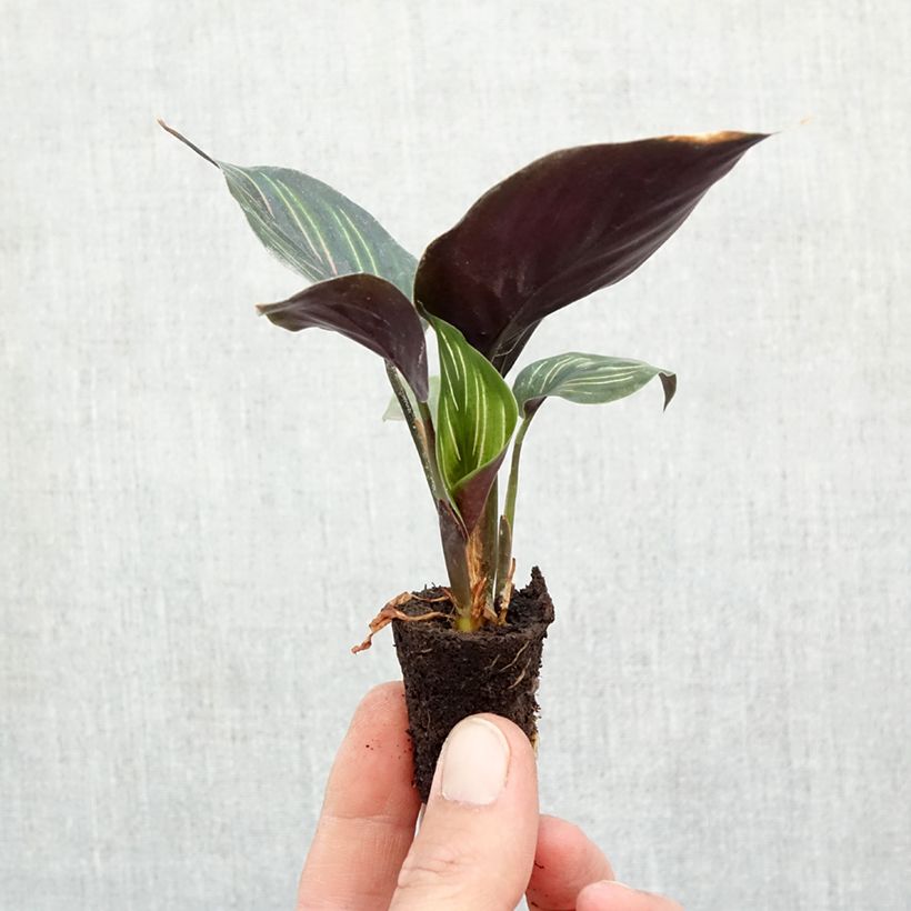Example of Calathea Beauty Star - Korbmaranten Mini-Pflanze as you get in automne