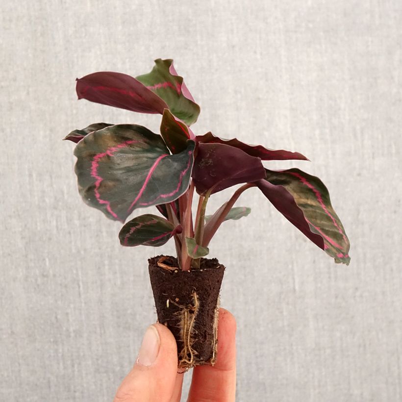 Example of Calathea Dottie - Korbmaranten Mini-Pflanze as you get in printemps