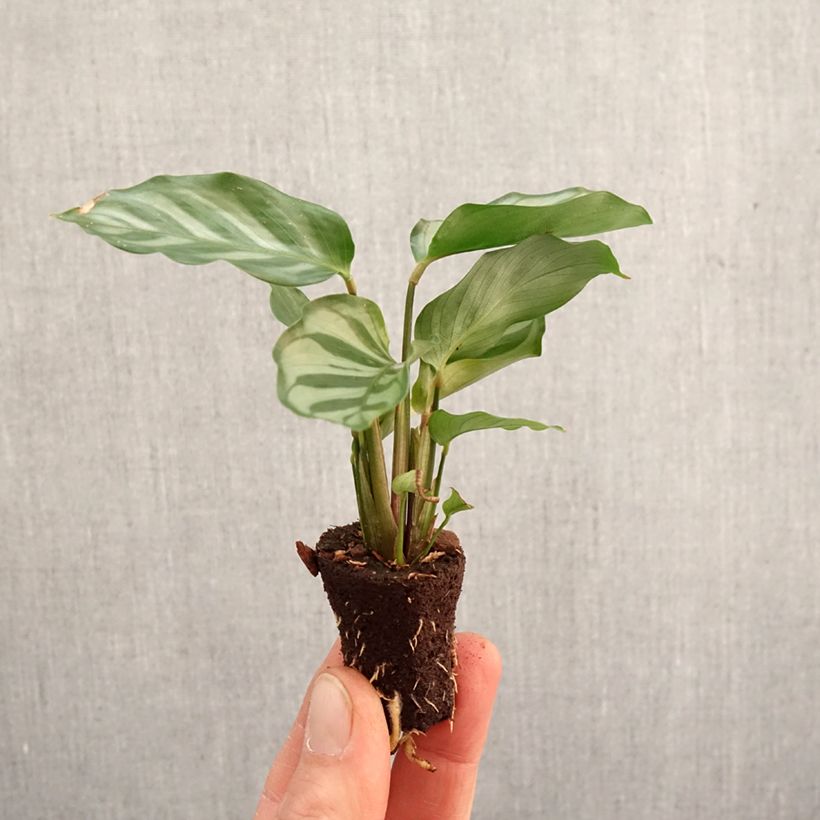 Example of Calathea Freddie - Korbmaranten Mini-Pflanze as you get in printemps