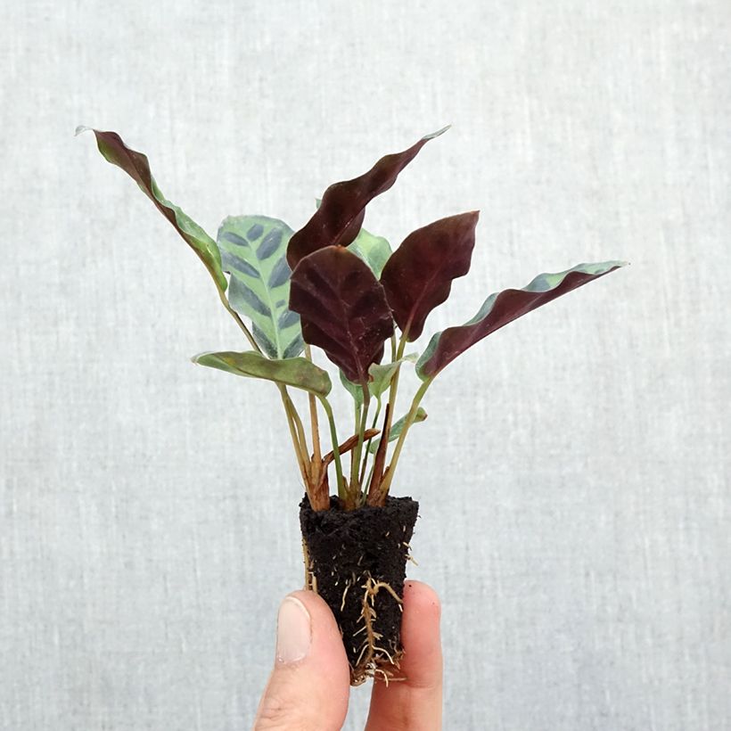Example of Calathea insignis - Korbmaranten Mini-Pflanze as you get in automne