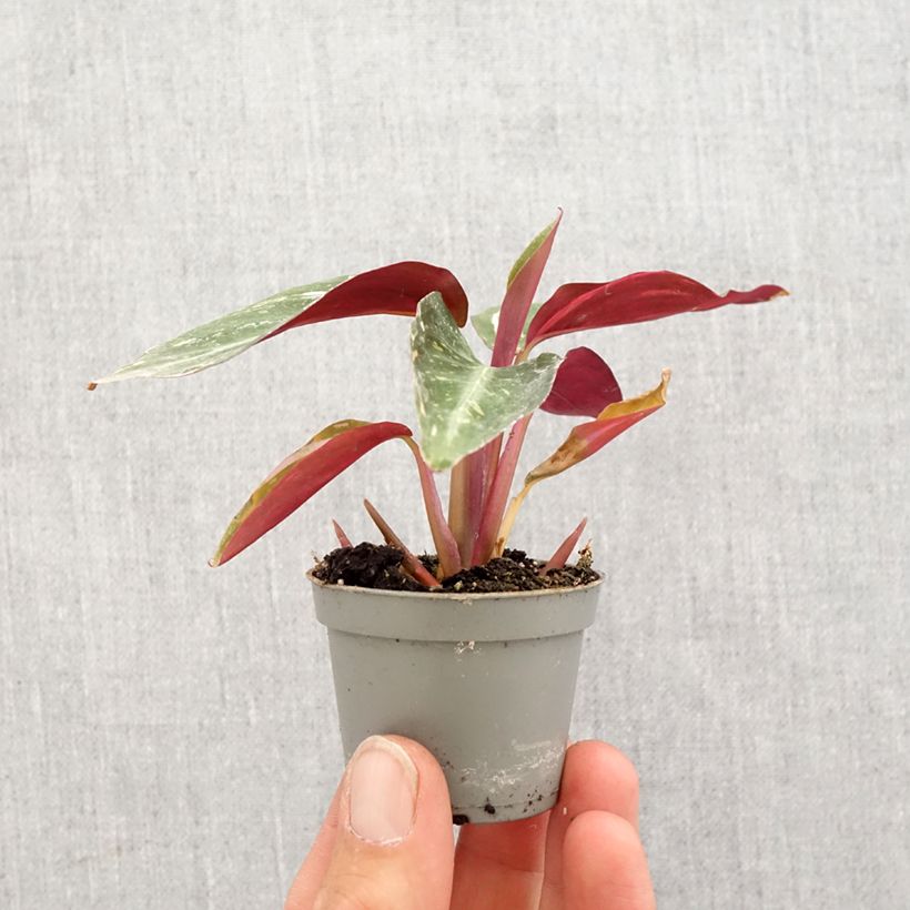 Exemplar von Calathea Magic Star - Korbmaranten Mini-Pflanze wie im Frühjahr geliefert