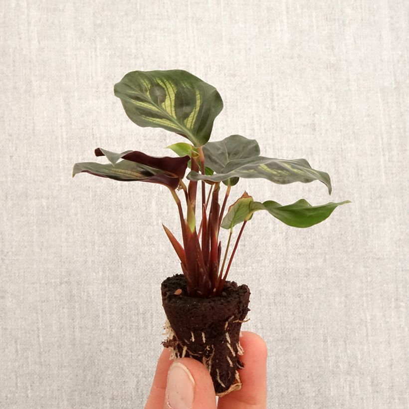 Example of Calathea makoyana - Korbmaranten Mini-Pflanze as you get in printemps