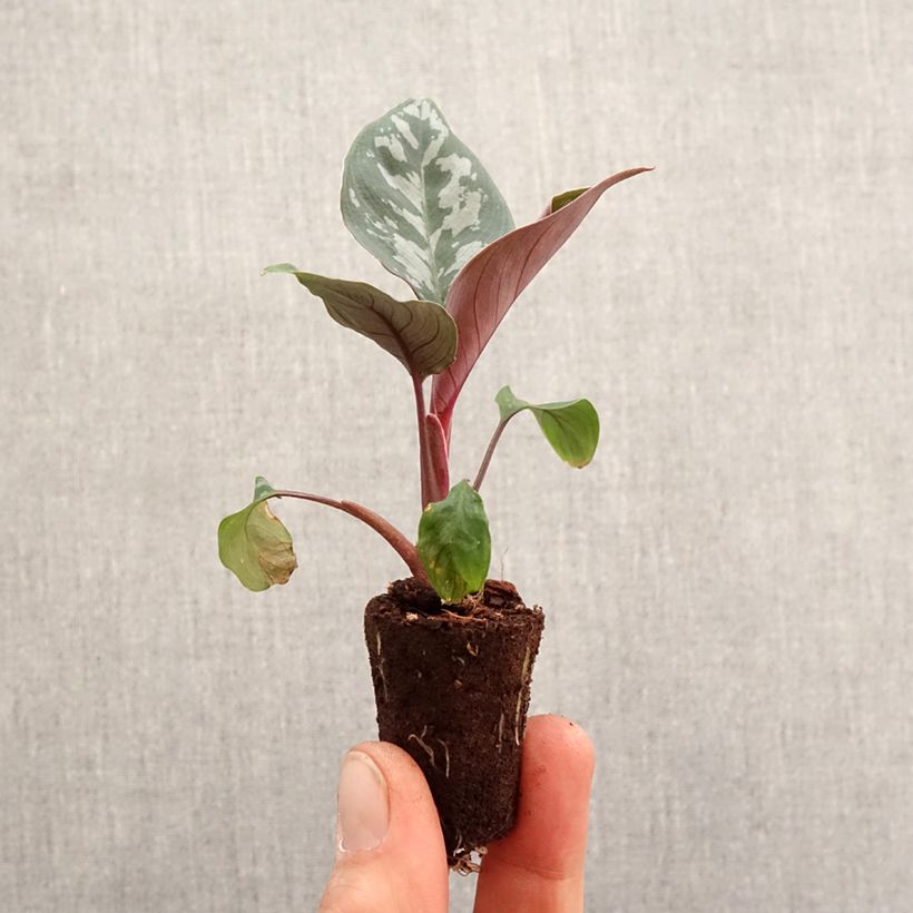 Example of Calathea Maui Queen - Korbmaranten Mini-Pflanze as you get in printemps