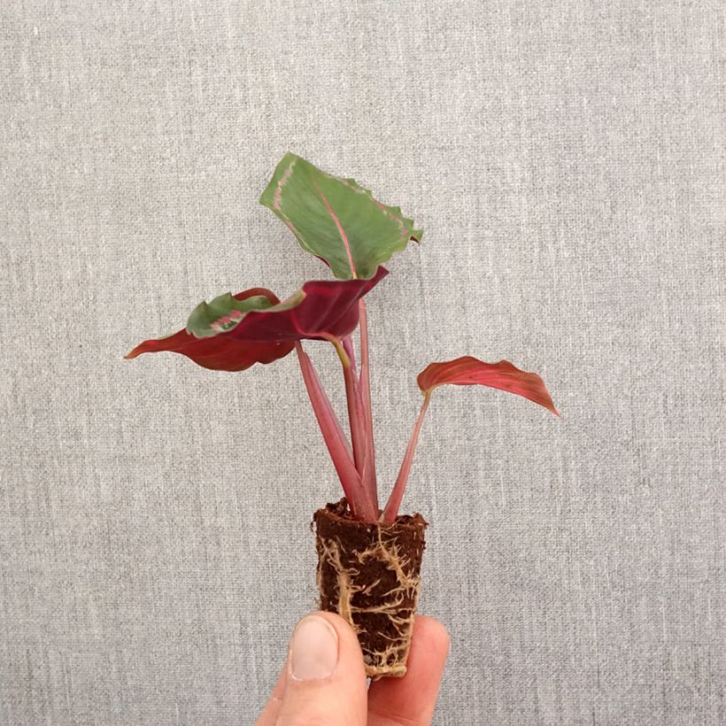 Example of Calathea Medaillon - Korbmaranten Mini-Pflanze as you get in printemps