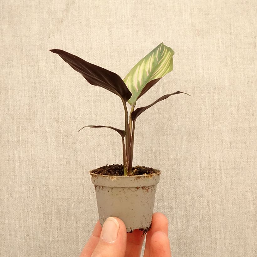 Exemplar von Calathea Meili - Korbmaranten Mini-Pflanze wie im Frühjahr geliefert
