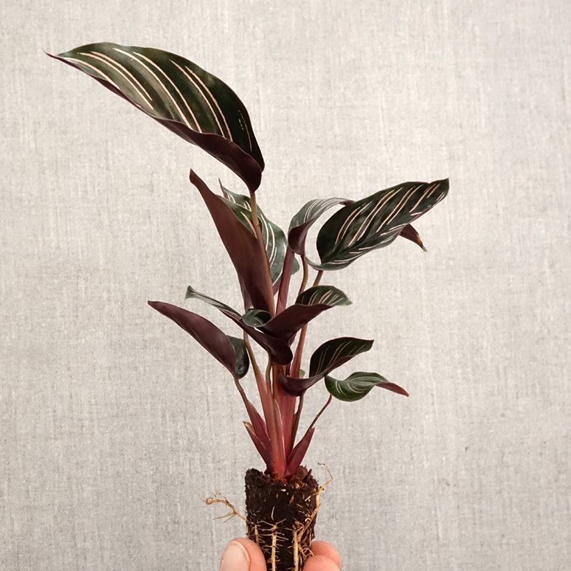 Exemplar von Calathea ornata - Korbmaranten Mini-Pflanze wie im Frühjahr geliefert