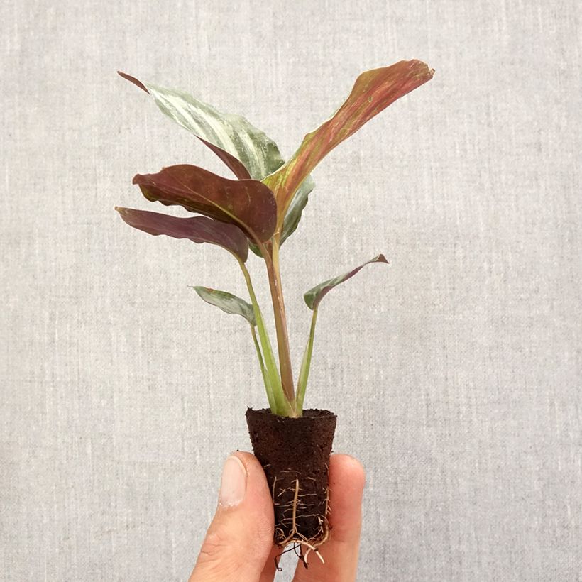 Example of Calathea Peacock - Korbmaranten Mini-Pflanze as you get in printemps