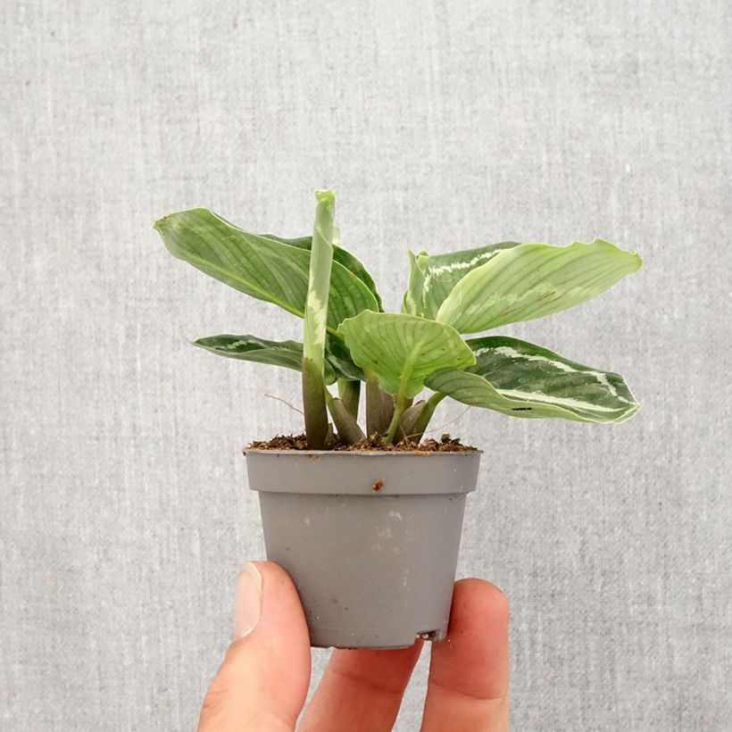 Example of Calathea roseopicta Green - Korbmaranten Mini-Pflanze as you get in printemps