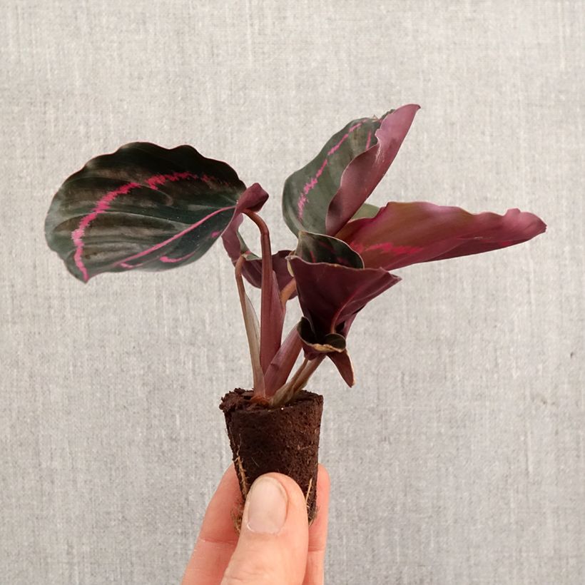 Exemplar von Calathea roseopicta - Korbmaranten Mini-Pflanze wie im Frühjahr geliefert