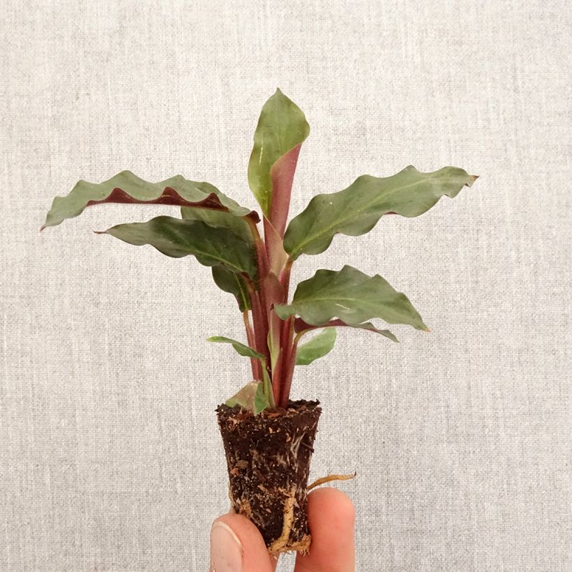 Exemplar von Calathea rufibarba - Korbmaranten Mini-Pflanze wie im Frühjahr geliefert