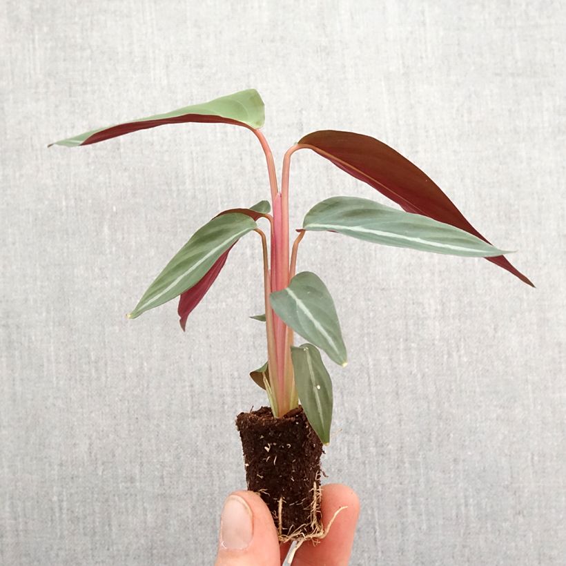 Example of Calathea sanguinea - Korbmaranten Mini-Pflanze as you get in printemps