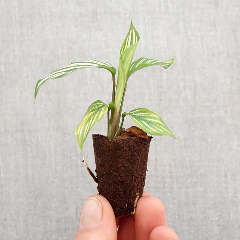 Example of Calathea vittata - Korbmaranten Mini-Pflanze as you get in printemps