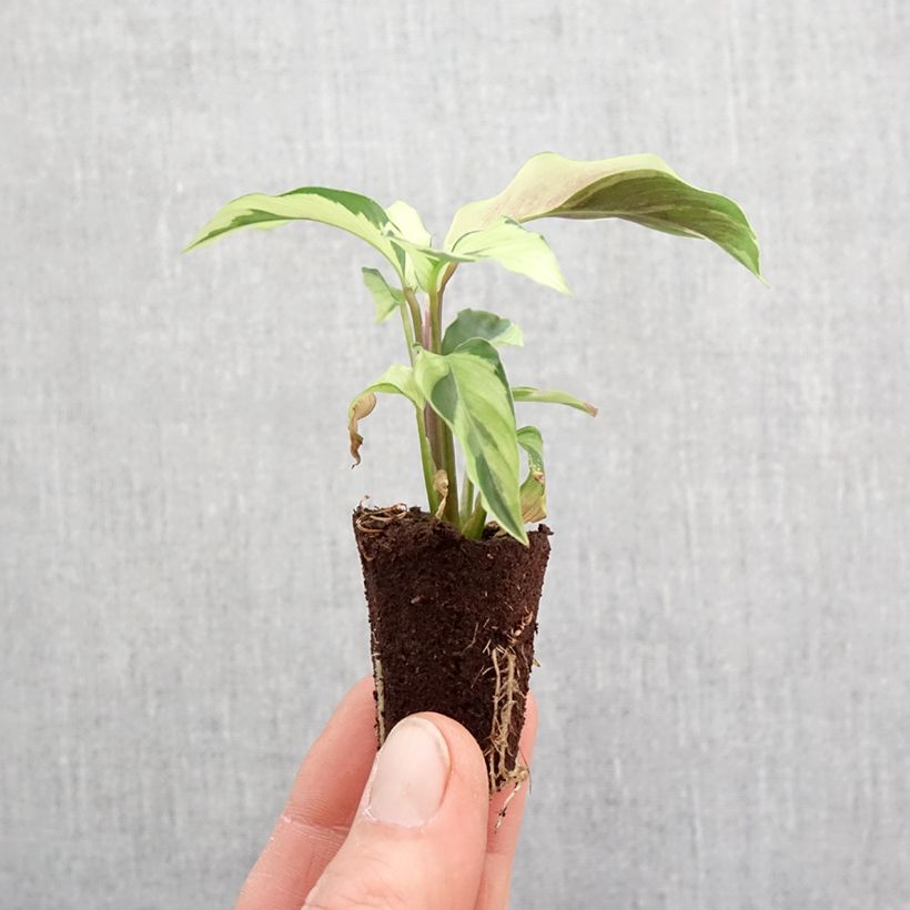 Exemplar von Calathea Yellow Fusion - Korbmaranten Mini-Pflanze wie im Frühjahr geliefert